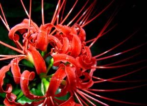 孤挺花定 孤挺花定