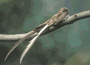 翎翅夜鷹 翎翅夜鷹