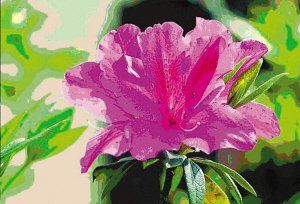 亮毛杜鵑 亮毛杜鵑