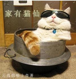 家有貓仙 家有貓仙