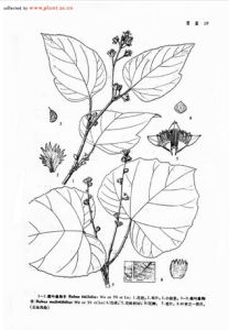 截葉懸鉤子 截葉懸鉤子