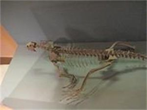 三棱龍目 三棱龍目