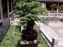 榕樹盆景圖片集錦