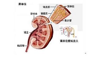 細胞置換再生療法