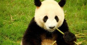 中國大熊貓保護研究中心都江堰基地 中國大熊貓保護研究中心都江堰基地