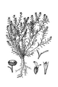 刺冠菊屬 刺冠菊屬