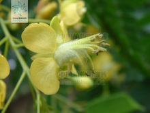 蘇木[蘇木科蘇木屬植物]