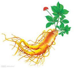 人參提取物 人參提取物