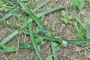 狹葉水竹葉 狹葉水竹葉