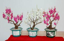 埔寨紙花 埔寨紙花