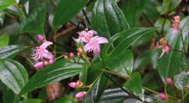 過江龍子 過江龍子