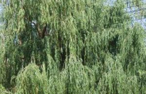 川柳(原變型) 川柳(原變型)