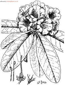 綿毛房杜鵑 綿毛房杜鵑