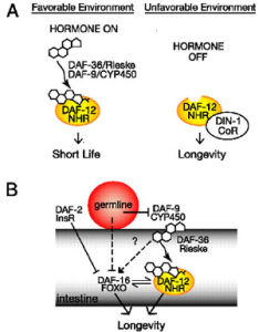 DAF-16基因 DAF-16基因