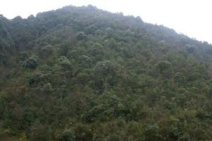 馬店一社村-生態林