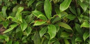 毛腺鼠刺 毛腺鼠刺