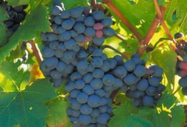 Pinotage Pinotage