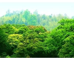 碳匯林業