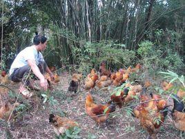 聊城市東昌府生態農家土雞養殖專業合作社