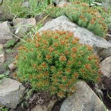 德欽紅景天 德欽紅景天