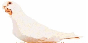 巴爾巴鴿 巴爾巴鴿