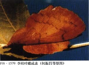 李枯葉蛾 李枯葉蛾