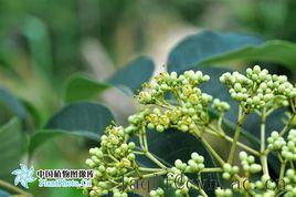 臭辣吳萸 臭辣吳萸