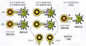 陰性選擇 陰性選擇
