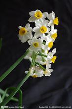 水仙花[水仙花]