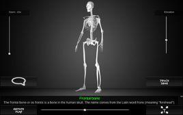 人體骨骼的三維 人體骨骼的三維