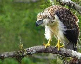 菲律賓鷹 菲律賓鷹