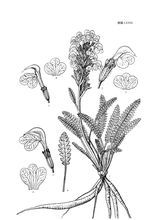 假擬蕨馬先蒿 假擬蕨馬先蒿