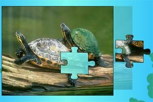 烏龜兄弟拼圖 烏龜兄弟拼圖