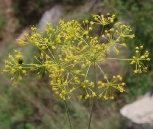 麗江柴胡 麗江柴胡