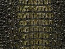 鱷魚皮