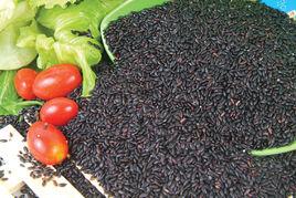 黑香米 黑香米