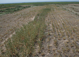 （圖）旱農區域現狀