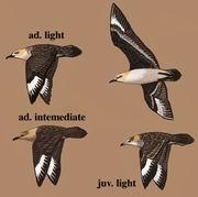 麥氏賊鷗 麥氏賊鷗