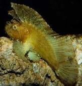 三棘帶鮋 三棘帶鮋