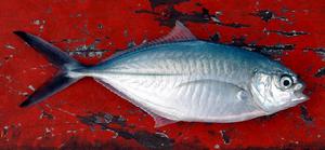 大尾葉鰺 大尾葉鰺