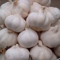 永年大蒜