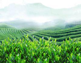婺源綠茶 婺源綠茶