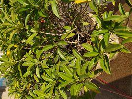 華灰莉木 華灰莉木