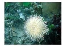 海盤囊綱 海盤囊綱