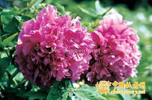 假葛巾紫 假葛巾紫