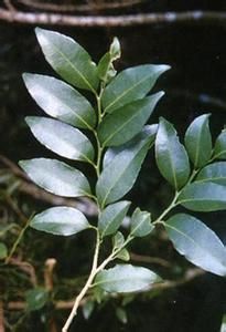 毛藥核果木 毛藥核果木