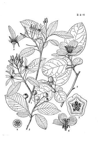 唐棣[薔薇科唐棣屬植物]