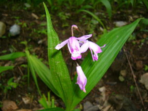 叉唇對葉蘭 叉唇對葉蘭