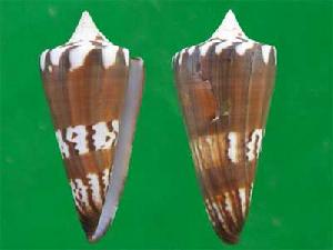 將軍芋螺 將軍芋螺