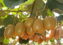 湯峪鎮[陝西省寶雞市眉縣湯峪鎮]